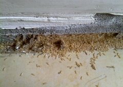 白蚁有天敌吗？白蚁的天敌是什么