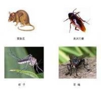 春季害虫控制重庆杀虫公司有一个妙招