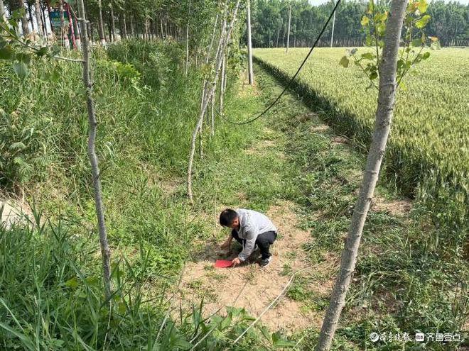 M6米乐平台：乐陵市2024年美国白蛾飞机施药防治工作拉开序幕(图3)