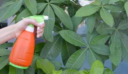 怎么样制作杀虫剂省钱环保？3个小方法将虫卵、细菌都灭掉(图1)