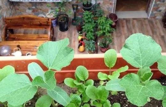 怎么样制作杀虫剂省钱环保？3个小方法将虫卵、细菌都灭掉(图2)