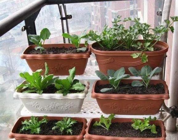 怎么样制作杀虫剂省钱环保？3个小方法将虫卵、细菌都灭掉(图3)