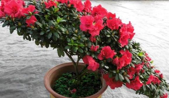 怎么样制作杀虫剂省钱环保？3个小方法将虫卵、细菌都灭掉(图4)