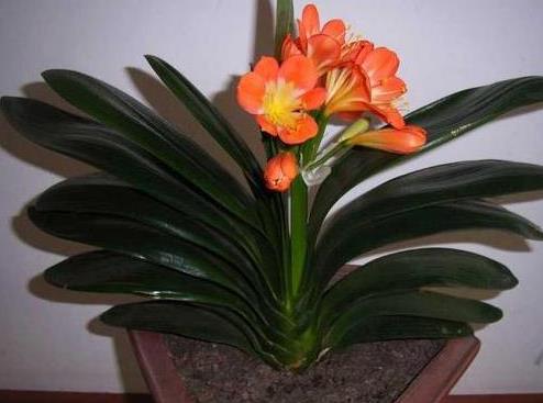 怎么样制作杀虫剂省钱环保？3个小方法将虫卵、细菌都灭掉(图7)