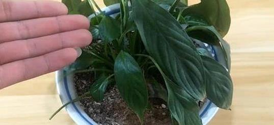 怎么样制作杀虫剂省钱环保？3个小方法将虫卵、细菌都灭掉(图6)