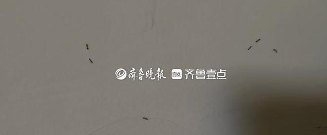 上床、进碗、钻沙发孩子梦中被咬醒！泰安有居民被蚂蚁咬得不轻