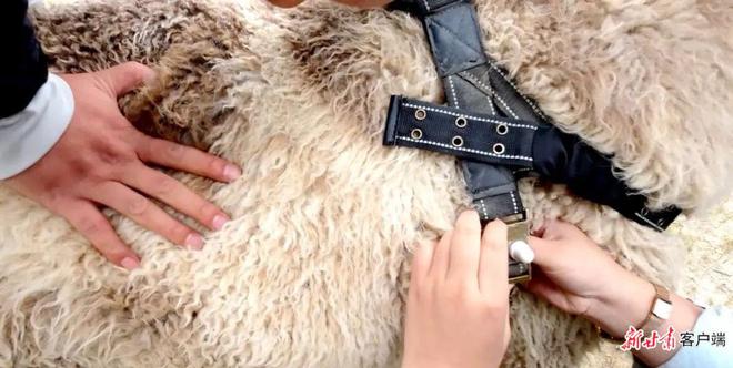 【甘快看·沿着边境看中国】甘肃肃北：马鬃山绽放的民族团结之花(图4)