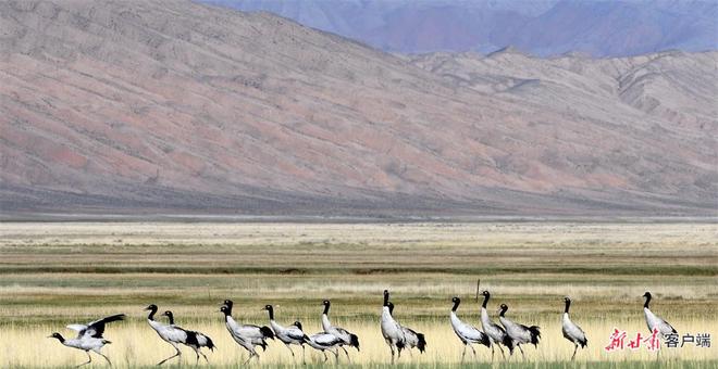 【甘快看·沿着边境看中国】甘肃肃北：马鬃山绽放的民族团结之花(图14)