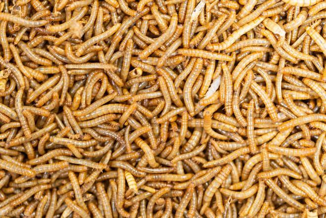 M6米乐平台：蛋白虫养殖是真的吗(图4)