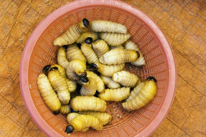 M6米乐平台：蛋白虫养殖是真的吗(图3)