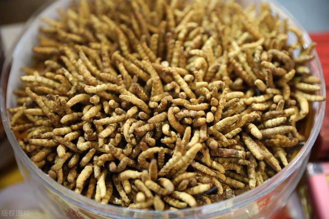 鄂尔多斯市凯图科技有限公司中标鄂托克旗2024年草原有害生物防控工作中标金额722850元