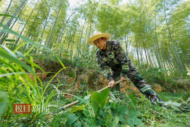 M6米乐：“灭蝗猎人”护安楠(图5)