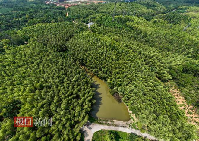 M6米乐：“灭蝗猎人”护安楠(图11)