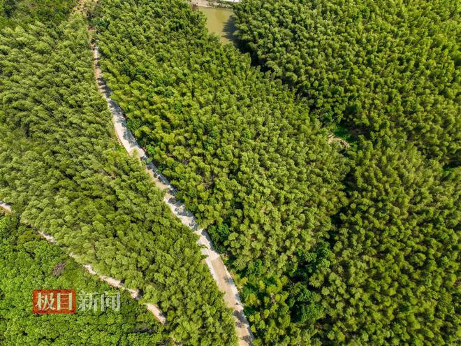 M6米乐：“灭蝗猎人”护安楠(图10)