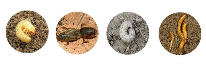 M6米乐：这个药防治地下害虫既高效快速安全又环保！(图3)