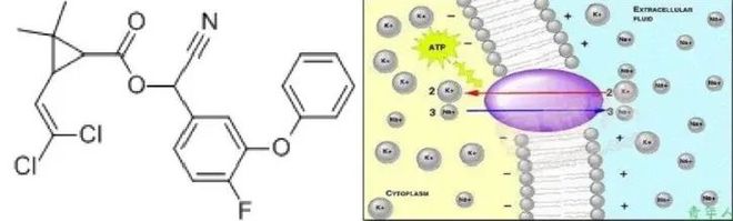 M6米乐：这个药防治地下害虫既高效快速安全又环保！(图2)