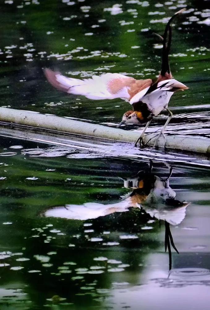 护飞行动、鸟翔流花广州市流花湖公园开展2024鸟类科普活动