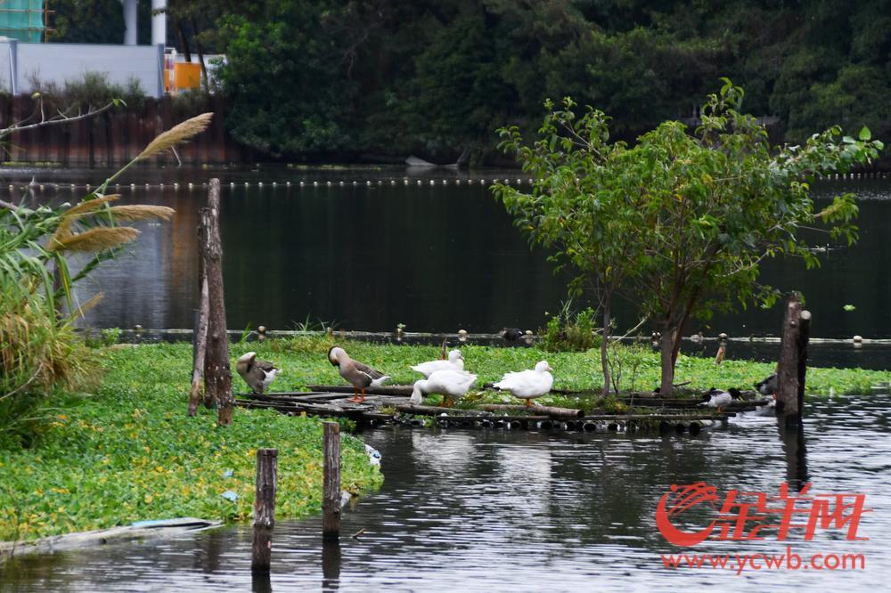 护飞行动、鸟翔流花广州市流花湖公园开展2024鸟类科普活动(图6)