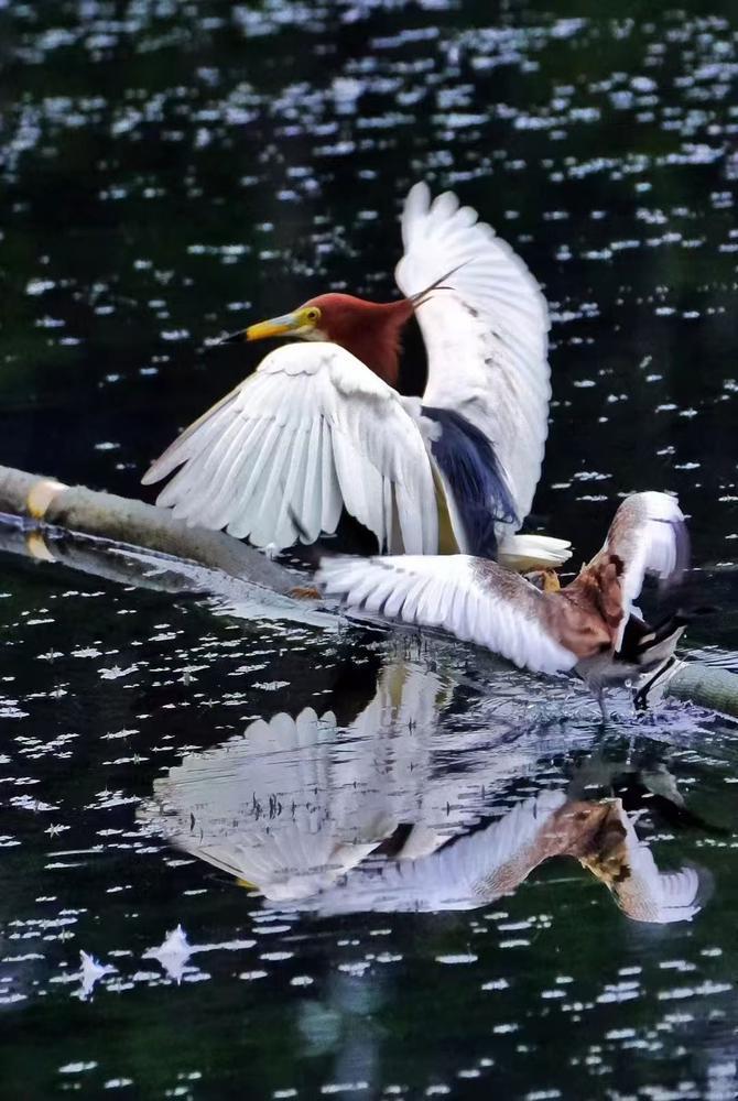 护飞行动、鸟翔流花广州市流花湖公园开展2024鸟类科普活动(图7)