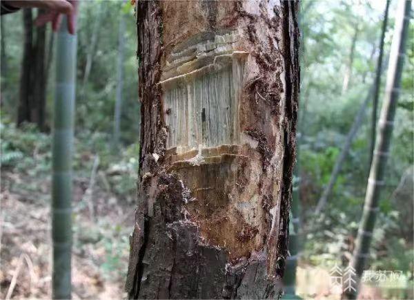 防范“不冒烟的森林火灾”《江苏省林业有害生物防治条例》12月起实施(图2)