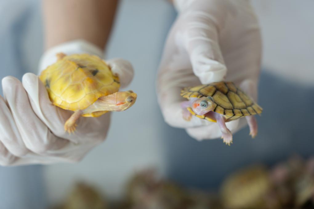 “异宠”不能随便“宠”！外来物种入侵风险需警惕