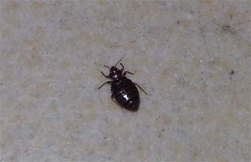 M6米乐：四害指什么？四害的繁殖期和预防措施有哪些？(图2)