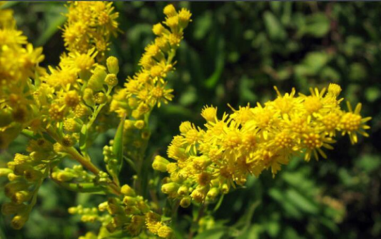 林业有害生物预测预报（2024年第十期）