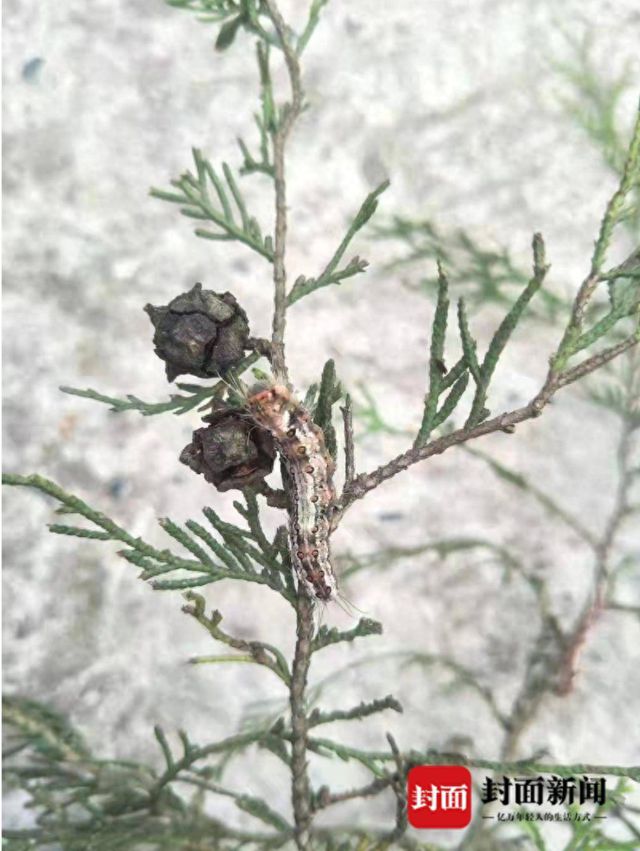 四川完成2024年林业有害生物春季防治工作