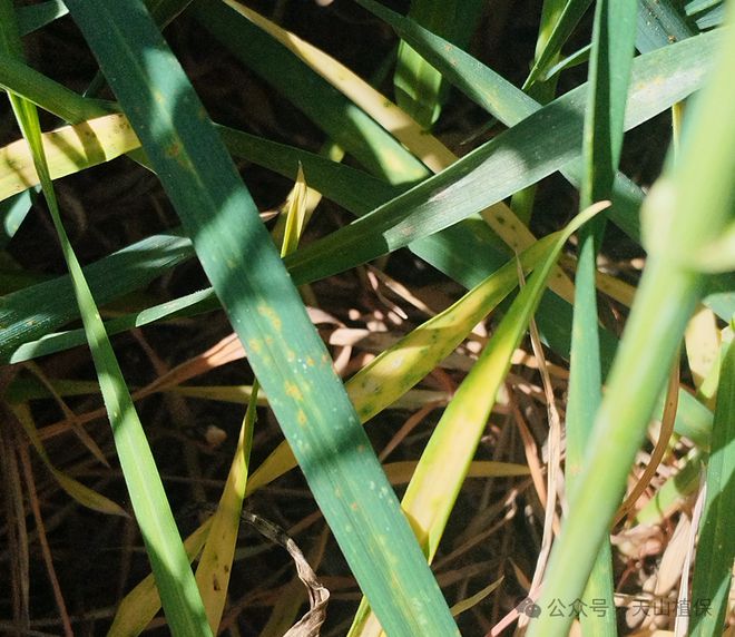 当前物候、病虫害发生情况及建议(图5)