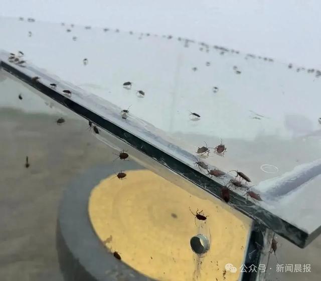 “山顶臭屁虫多上山嘴都不敢张”！武功山景区：该虫对人体无害已开展防控(图1)