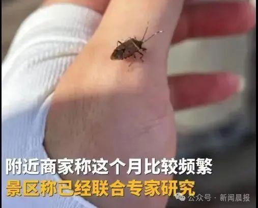 “山顶臭屁虫多上山嘴都不敢张”！武功山景区：该虫对人体无害已开展防控(图2)