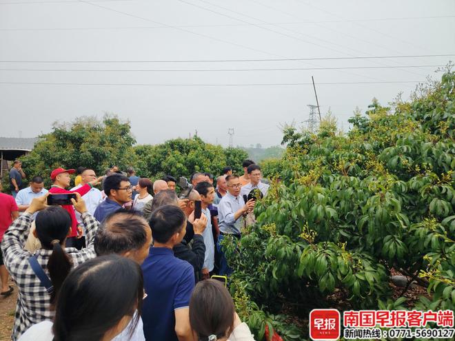 吃荔枝最怕有虫？广西果农用“灯光阵”把虫治得服服帖帖！(图2)