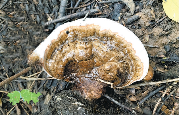 豐台發布《2024年生物多樣性調查報告》近危物種“樹舌靈芝”現身豐台(图1)
