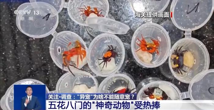 养“异宠”或危害国家安全这些行为违法了