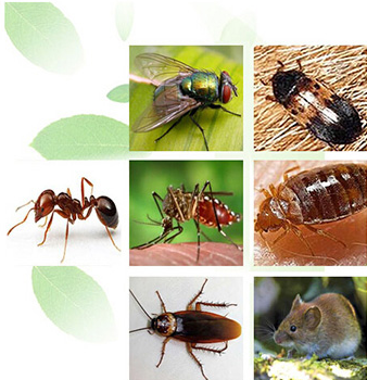 南昌灭鼠白蚁防治_南昌杀虫除虫_消杀公司【江西佰益控虫】(图1)
