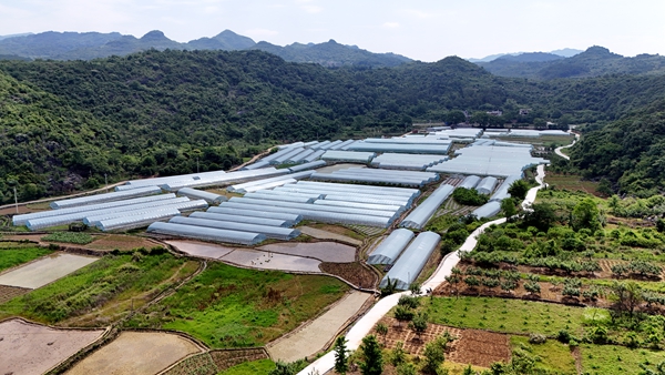 M6米乐平台：广西灌阳：设施农业结硕果西瓜飘香致富路