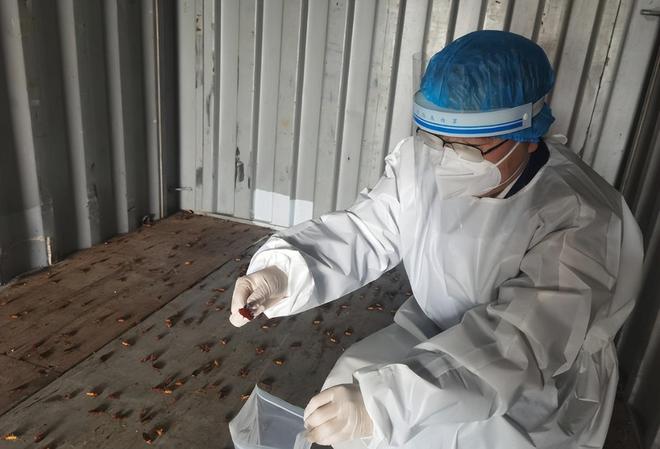 M6米乐平台：又是美国人！宁波海关截获一批蚊子里面含有大量瘟疫！(图3)