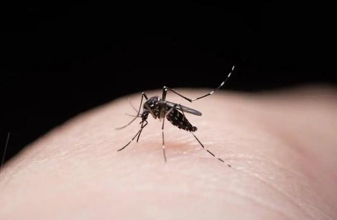 M6米乐平台：又是美国人！宁波海关截获一批蚊子里面含有大量瘟疫！