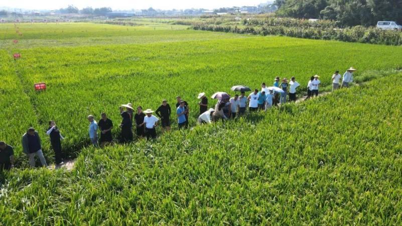 岳池重构科技赋能农业、环保链接效益的农业生产逻辑——粮食稳产增收秸秆科学还田