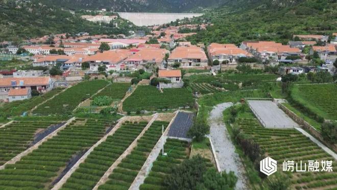M6米乐平台：【走在前当排头】崂山区：生态循环茶园探索农业绿色转型新路径(图1)