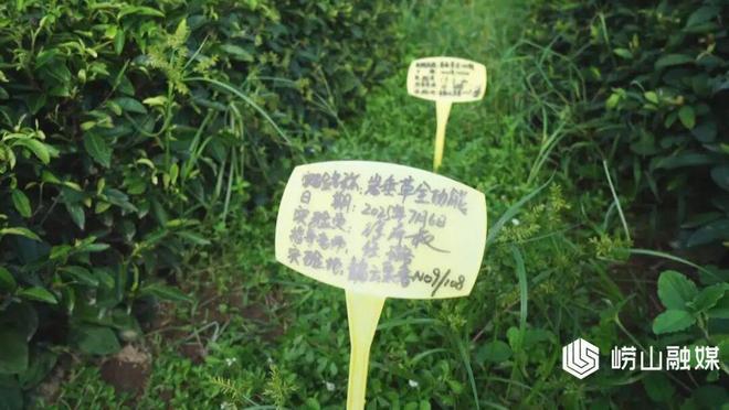 M6米乐平台：【走在前当排头】崂山区：生态循环茶园探索农业绿色转型新路径(图4)