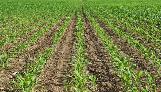 全国农技中心：2024年玉米重大病虫害防控技术方案