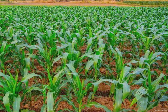 全国农技中心：2024年玉米重大病虫害防控技术方案(图2)