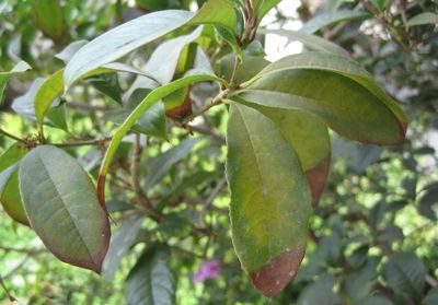 M6米乐平台：林业有害生物预测预报（2024年第九期）