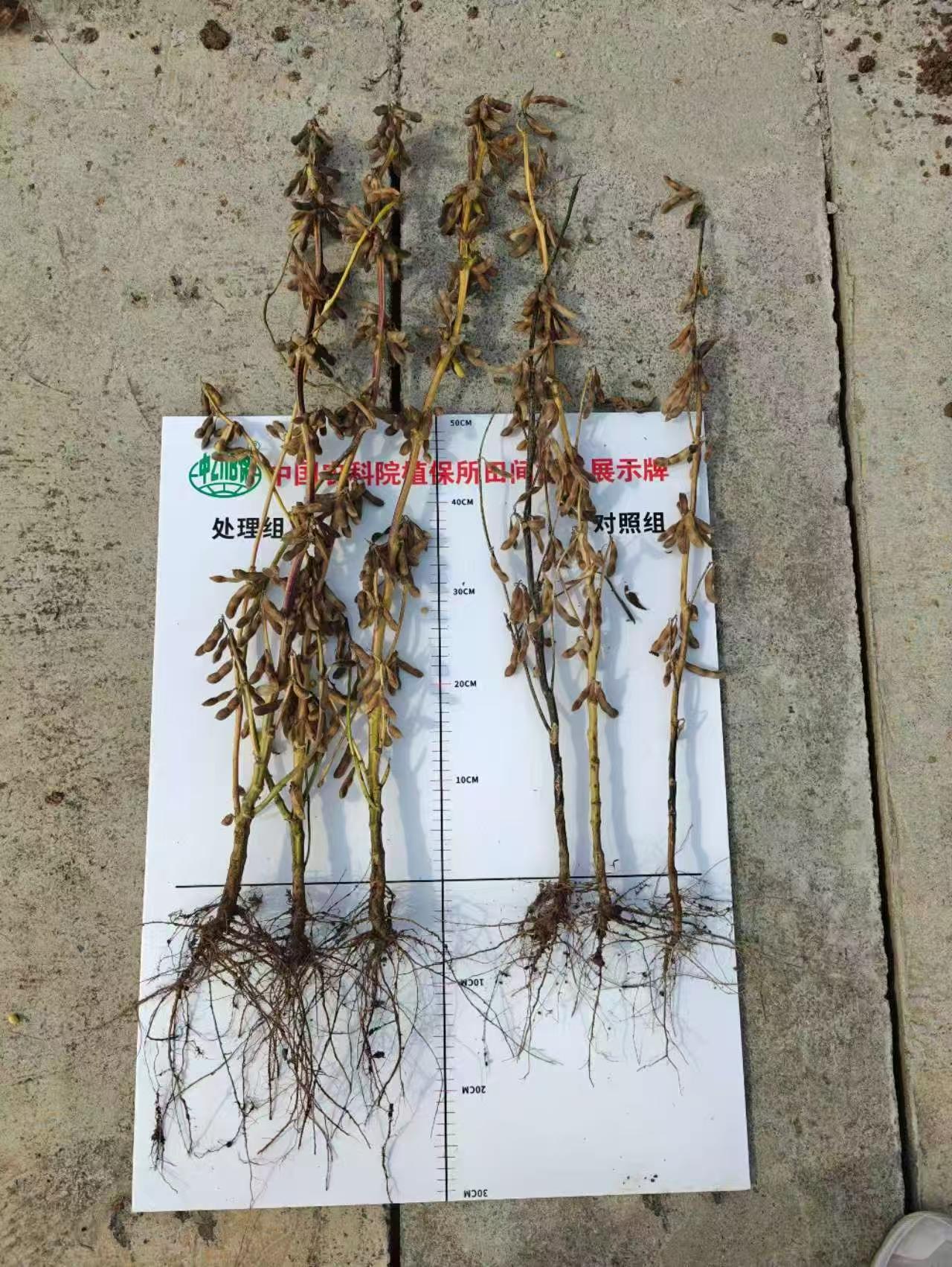 深瞳丨从“绿色希望”到产业现实：生物农药的破局之路(图3)