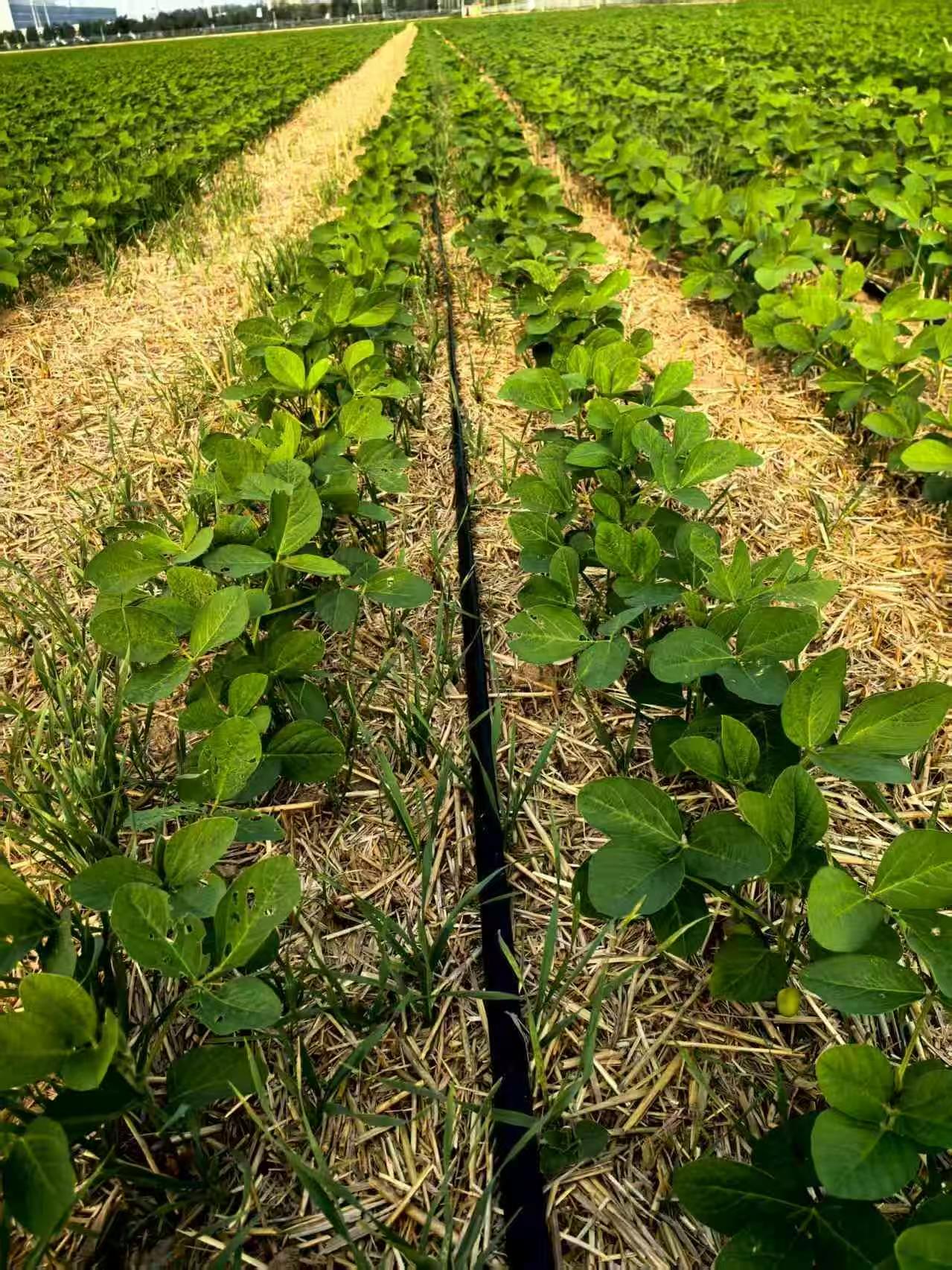 深瞳丨从“绿色希望”到产业现实：生物农药的破局之路(图4)