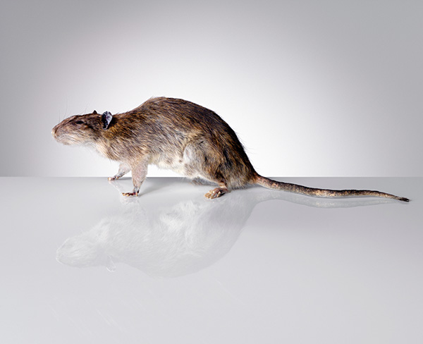 甲壳虫绿色环保铜陵消杀除四害(图2)