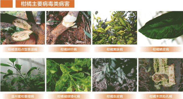 23位植保专家联袂巨献！集成国内外前沿成果筑牢柑橘绿色防控技术屏障