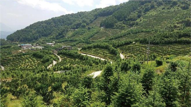 23位植保专家联袂巨献！集成国内外前沿成果筑牢柑橘绿色防控技术屏障(图2)