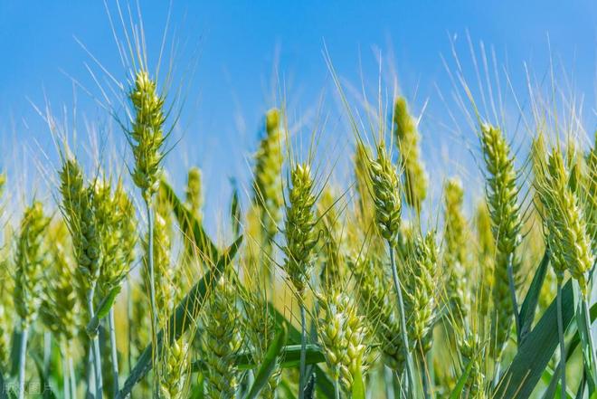 中国十大名牌杀虫剂(图3)